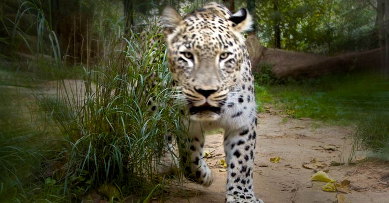leopard-attack1