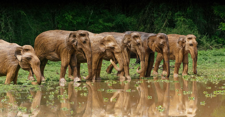 Lantana-Elephants