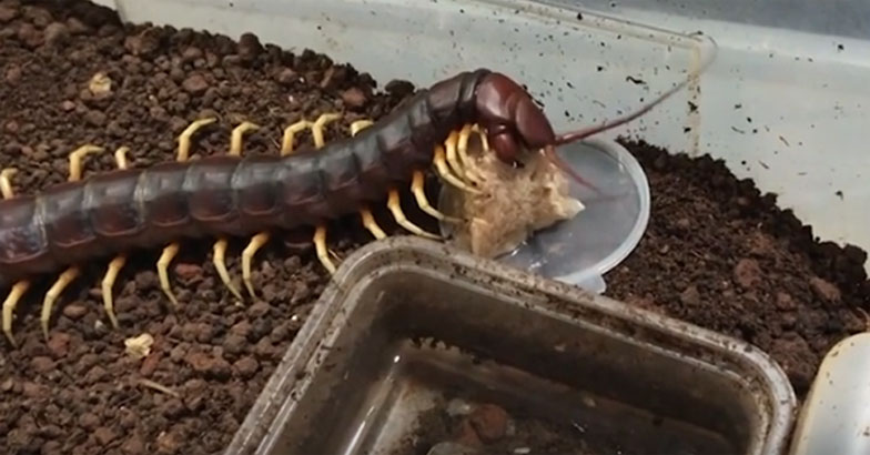 peruvian-giant-centipede