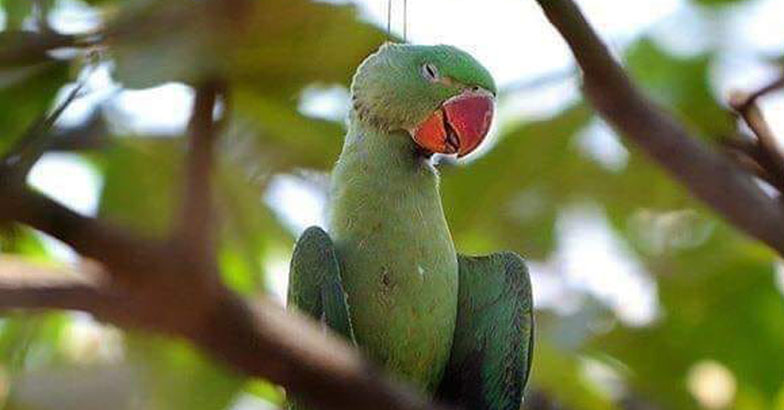 parrot-caught-in-kite-string