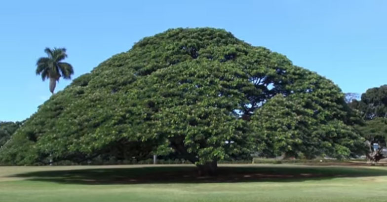 the-hitachi-tree-in-hawaii