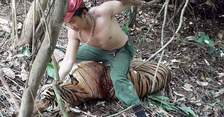 poacher-sitting-on-a-bloodied-tiger
