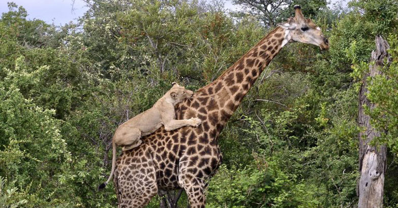 lion-clings-to-giraffe