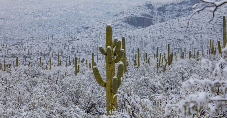 arizona-deserts-are-covered-snow