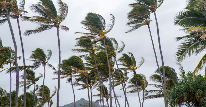 coconut-trees-blowing-in-the-wind