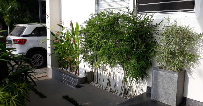 3-cent-home-varapuzha-plants