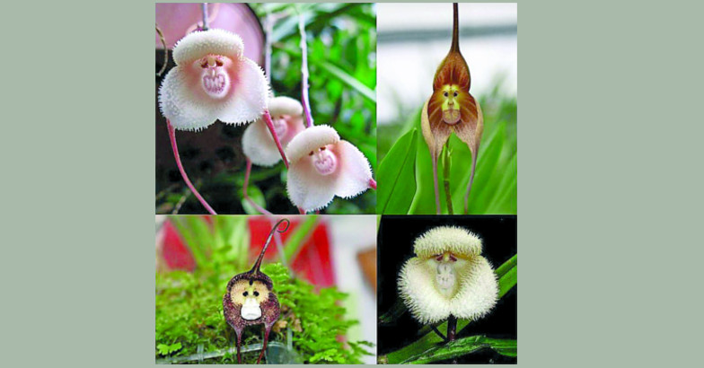 monkey-orchid