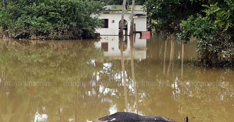 പ്രളയത്തിൽ നഷ്ടമായ വളർത്തുമൃഗങ്ങൾ 10 ലക്ഷം | Animals died in flood Kerala  ​| Manorama Online