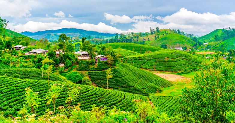 Tea-fields-with-houses-and-trees