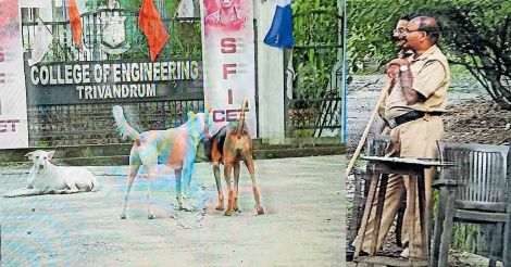 തെരുവുനായ് ശല്യം: സിഇടി അടച്ചിട്ടു | Stray Dog Rescue Kerala | Stray Dog  Menace Kerala | Stray Dog Population Kerala | Stray Dogs In Kerala Reason |  Stray Dog Killing In Kerala |
