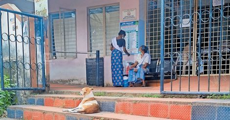 തെരുവ് നായ്ക്കളുടെ കേന്ദ്രമായി ഗ്രാമീണ മേഖല | Stray Dog Rescue Kerala |  Stray Dog Menace Kerala | Stray Dog Population Kerala | Stray Dogs In Kerala  Reason | Stray Dog Killing In Kerala |