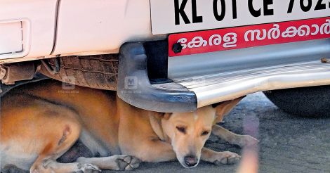 പട്ടികളുടെ ഹോട് സ്പോട്ട് 170 ; നോക്കിയും കണ്ടും നടന്നില്ലെങ്കിൽ കടി ഉറപ്പ്,  വളർത്തുമൃഗങ്ങൾക്ക് 'സ്പെഷൽ കടി' | Stray Dog Rescue Kerala | തെരുവുനായ് ...