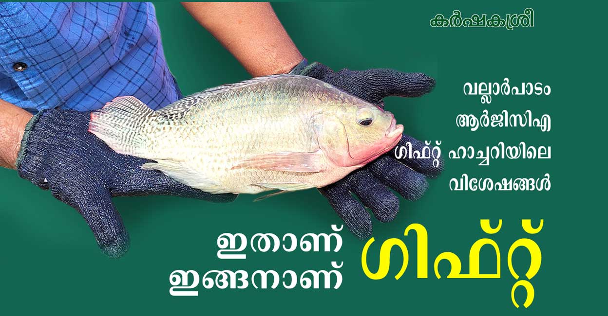 ചതരലട തലപപയ കടതൽ അറയ  Chitralada Tilapia Farming Malayalam   MM Hatchery Chitralada  YouTube